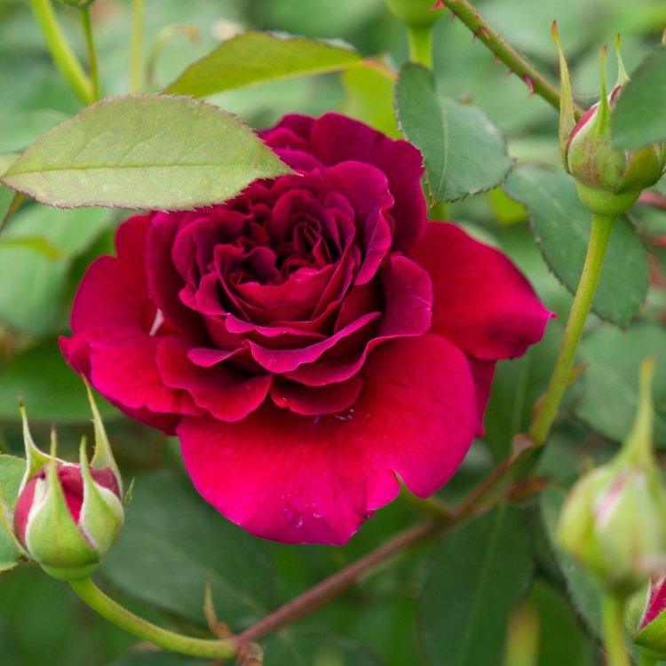 Ruža popínavá (Rosa climber) ´EDITH PIAF´® - výška 100-140 cm, kont. C5L